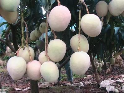 好消息!攀枝花啟動(dòng)芒果深加工項(xiàng)目,以后想吃芒果干、芒果醬再也不用網(wǎng)購了!