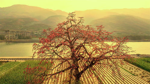 市州觀察丨攀枝花 借古樹保護,推進生態(tài)資源向旅游資源轉化