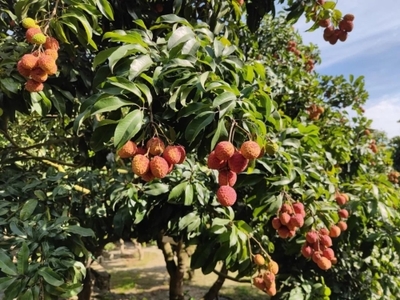 攀枝花市仁和區人民政府 推動區域發展，服務人民福祉