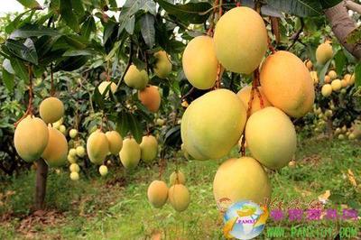 米易攜手成都搭建農特產品直銷渠道，攀枝花特色農業產銷模式成效顯著