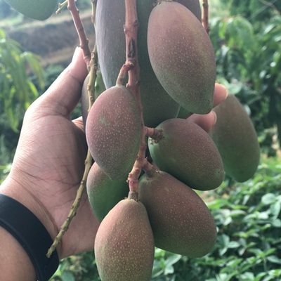 攀枝花芒果 陽光的味道，鹽邊的驕傲